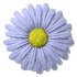 daisy_button_blue_sm_wht.gif